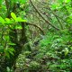 102- Le chemin dans la vegetation 